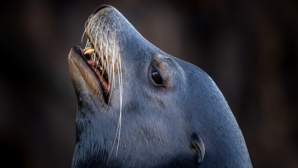 Californische zeeleeuw
