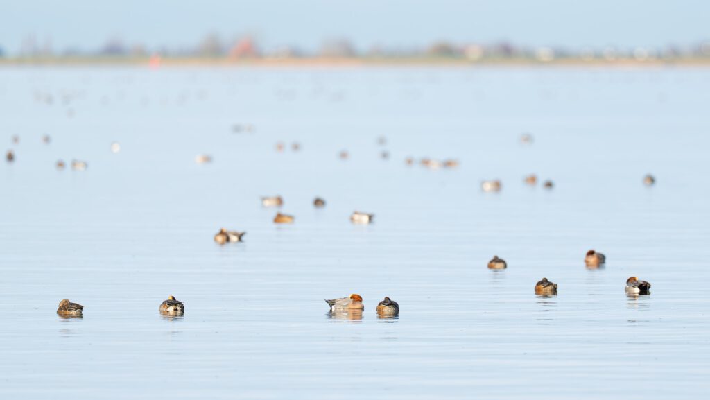 Smienten op het water