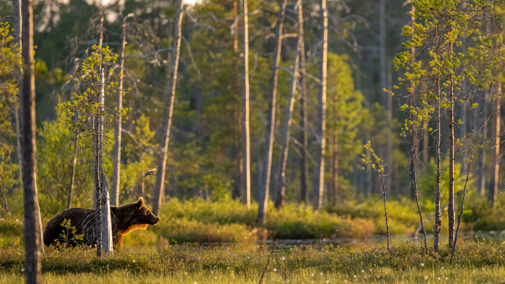 Bruine beer in de taiga