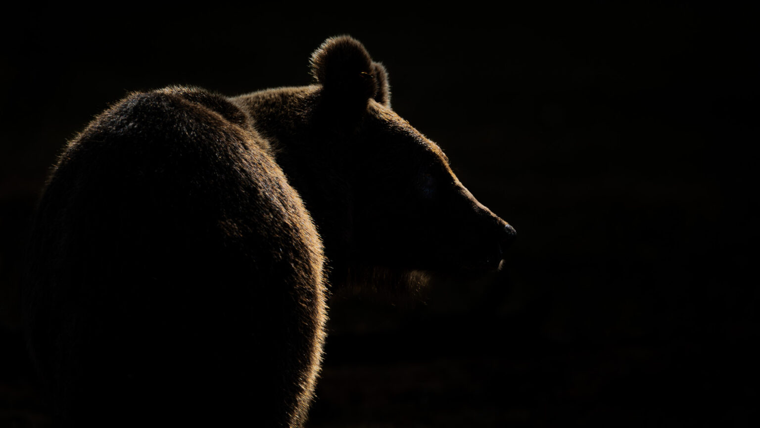 Bruine beer in tegenlicht