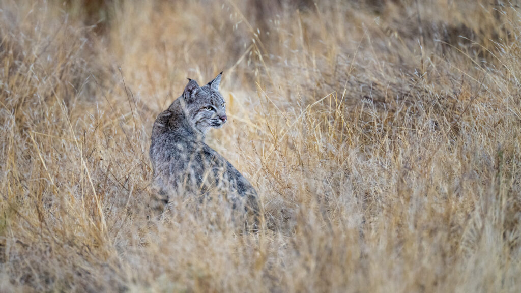 Bobcat
