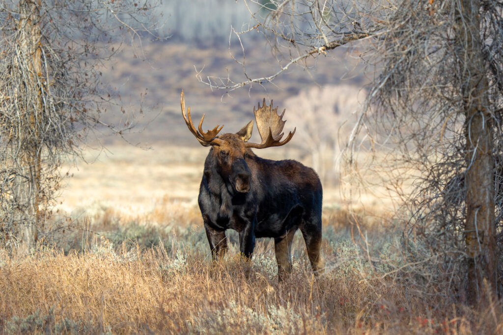 Eland