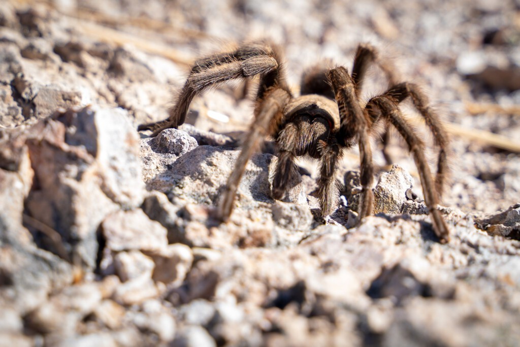 Tarantula