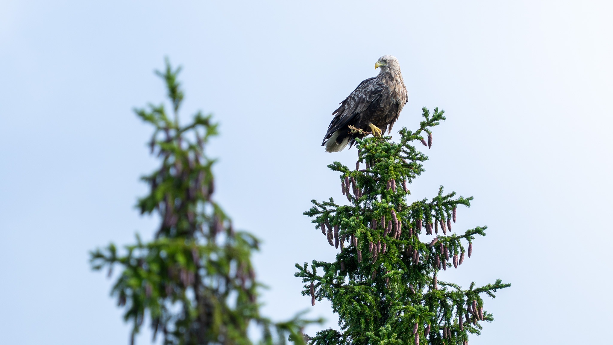 71 vogelsoorten binnen