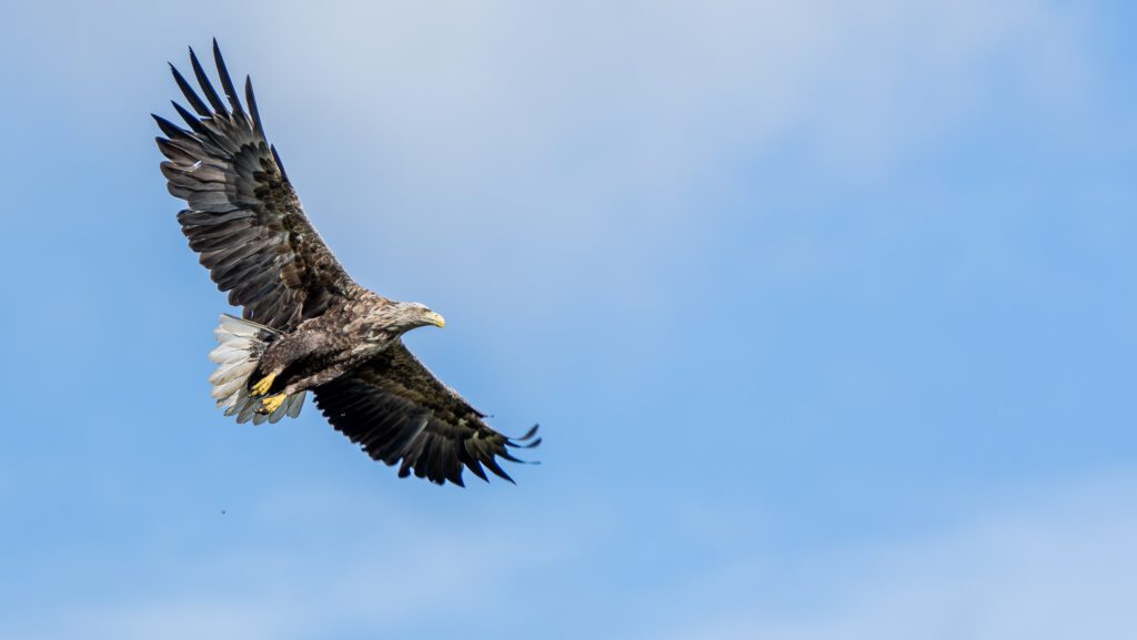 Zeearend tegen de blauwe lucht
