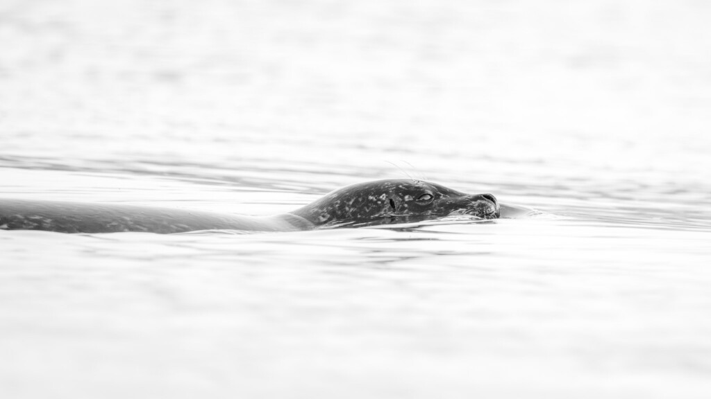 Zeehond in het water