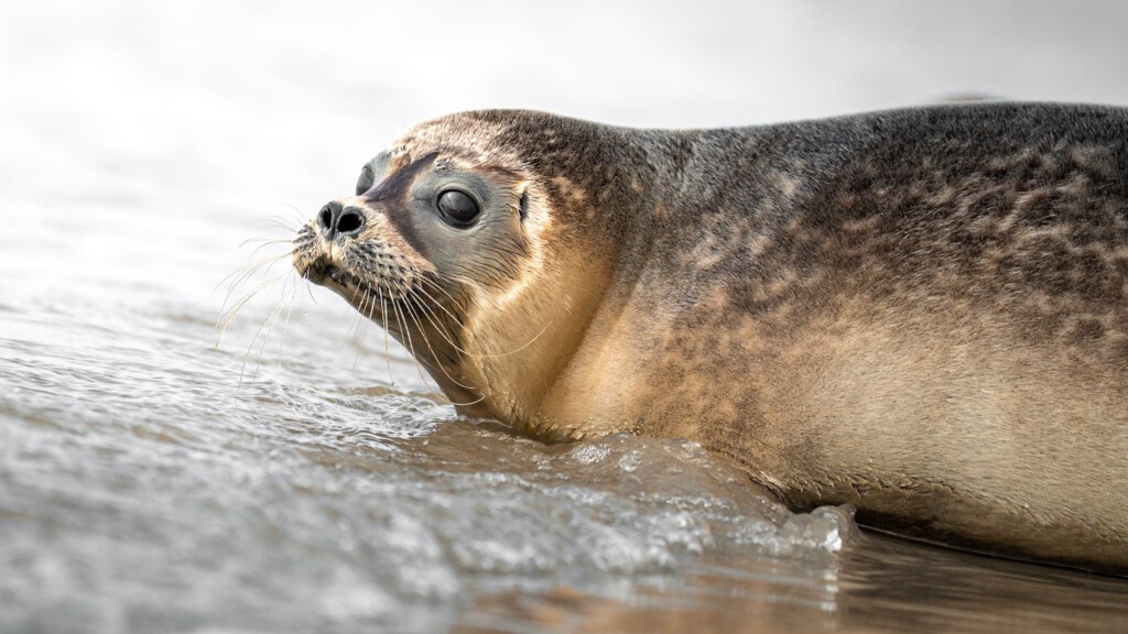 Zeehond op het strand