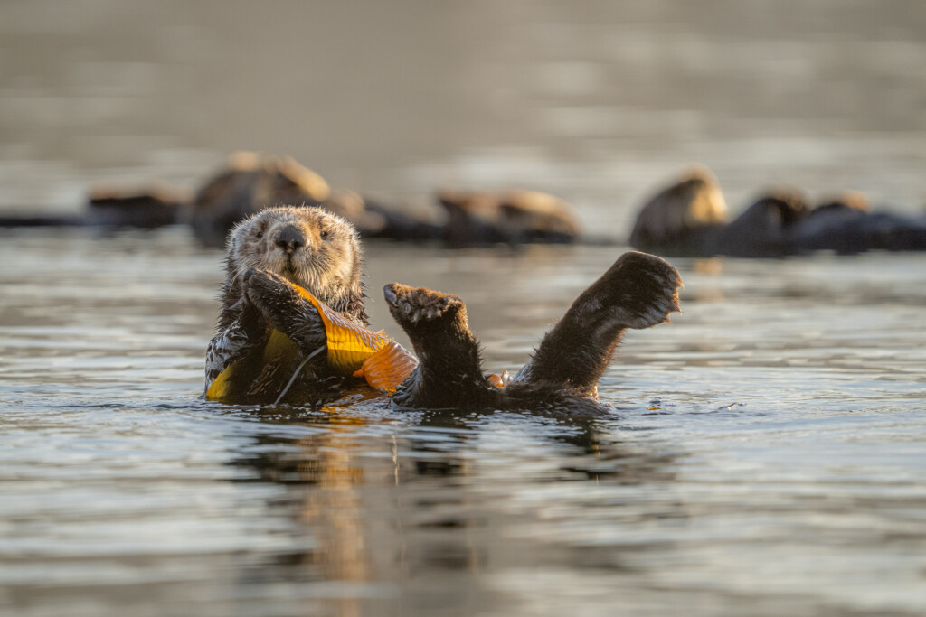 Zeeotter met kelp