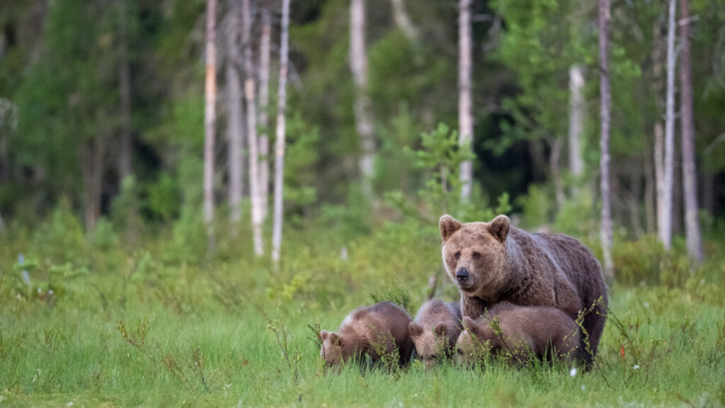 Berenfamilie