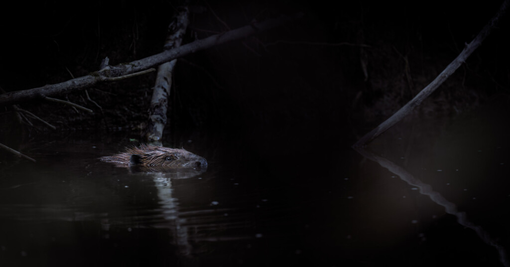 Bever in het donker