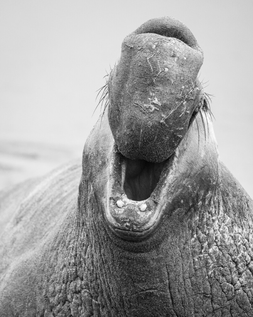 Brullende zeeolifant