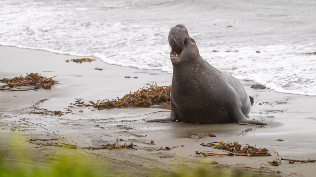 Brullende zeeolifant op het strand
