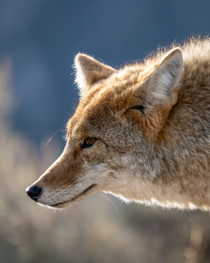 Coyote