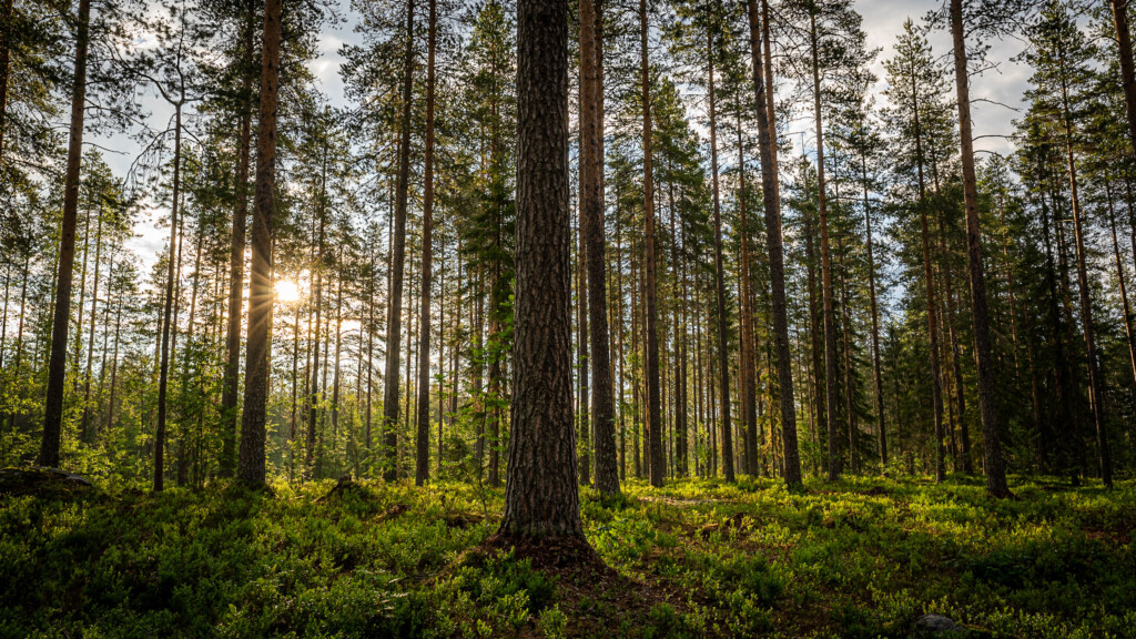 Dennenbos in tegenlicht
