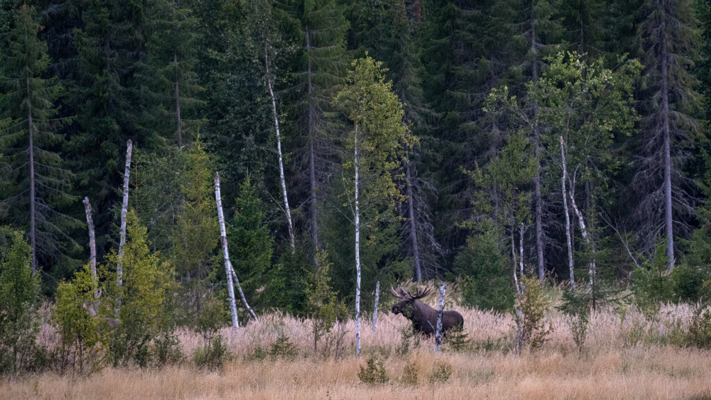 Eland in de taiga