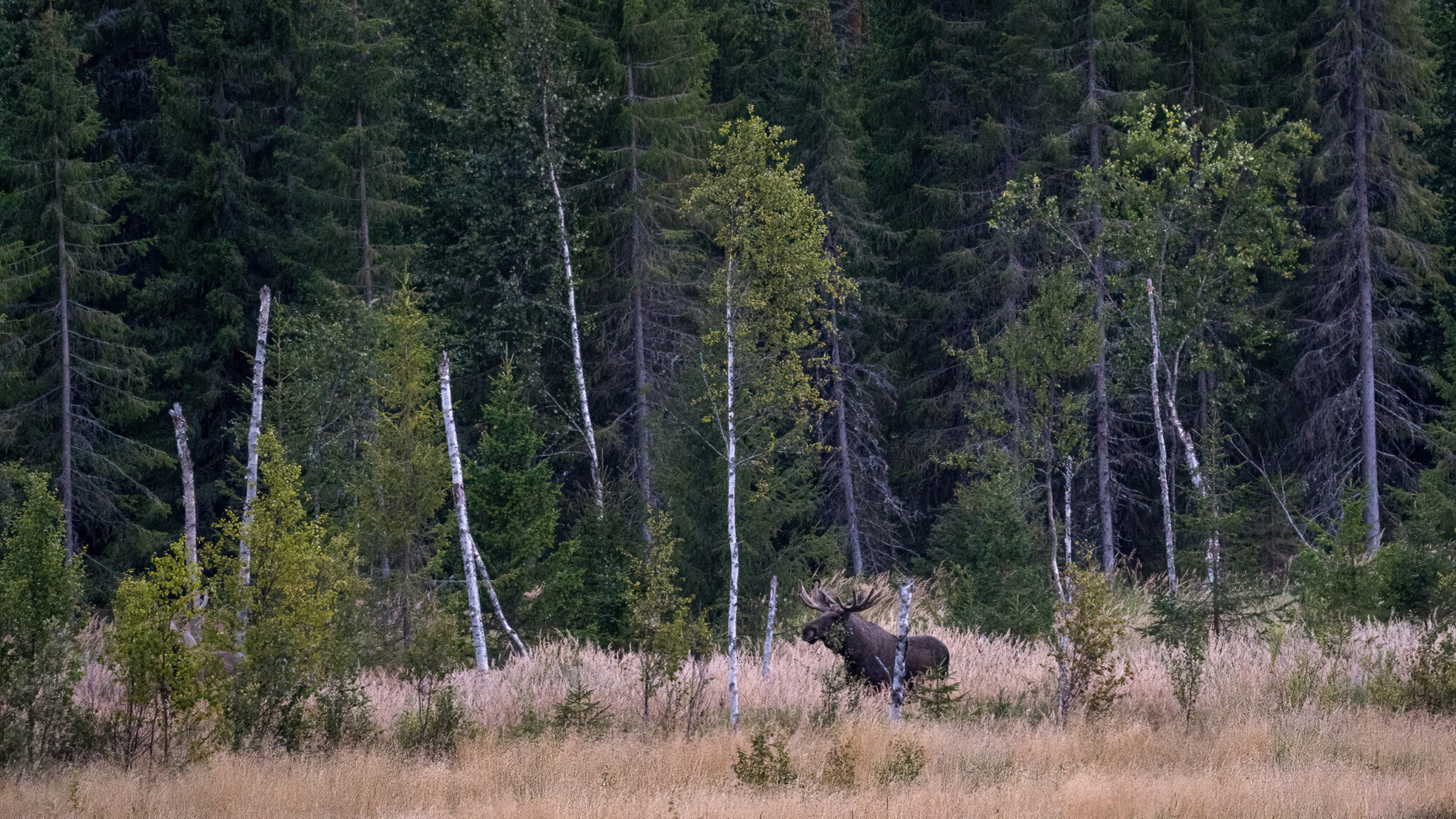 Eland klein in de taiga
