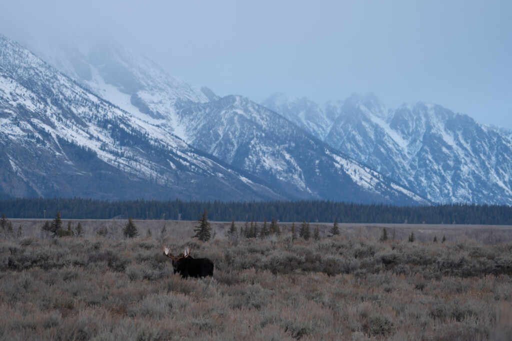 Eland onder de Tetons