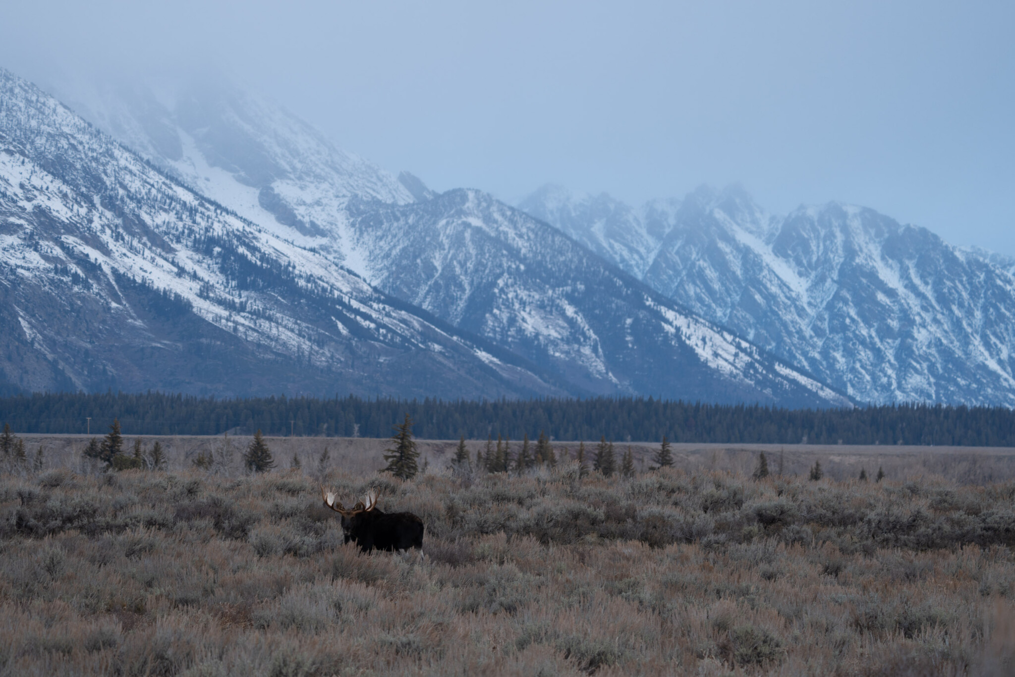 Eland onder de Tetons