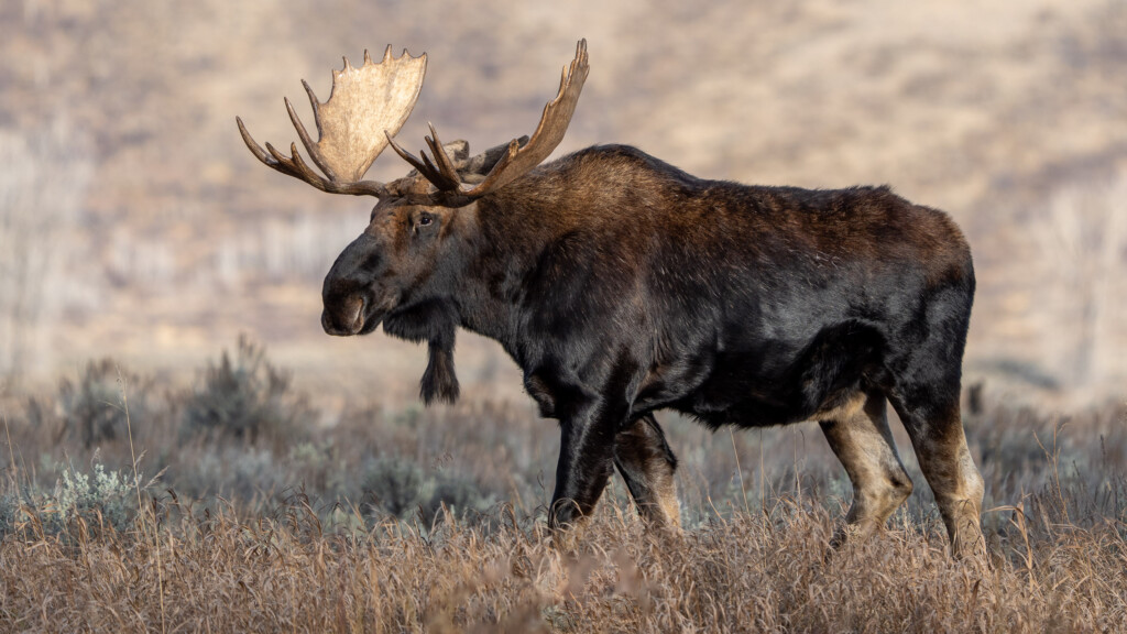 Eland stier