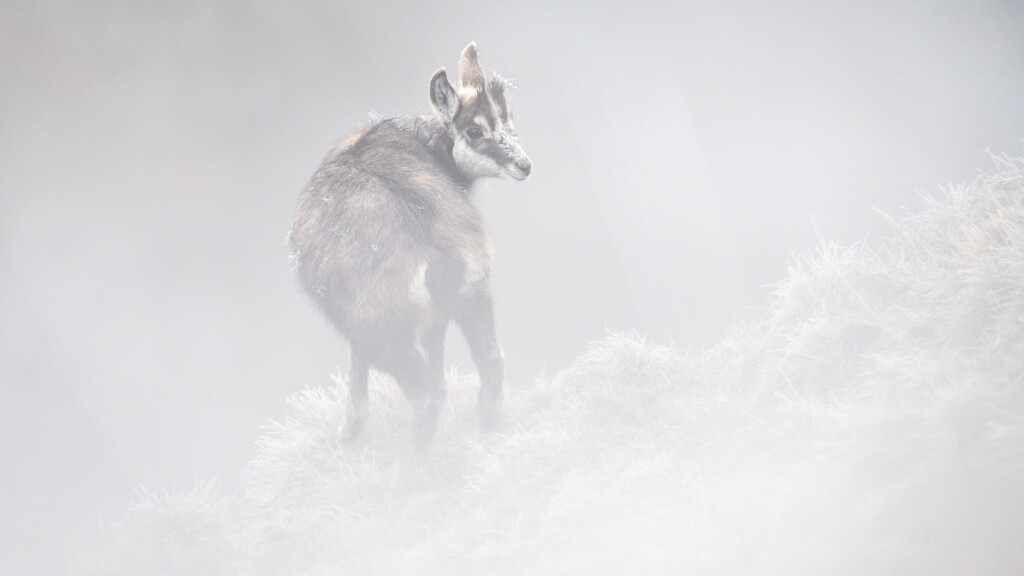 Gems in de mist