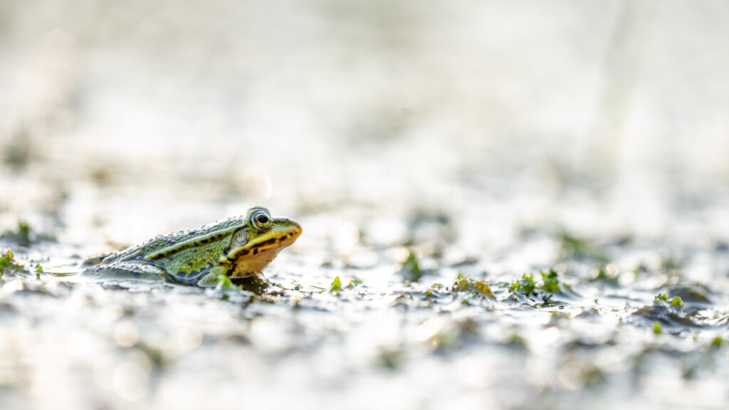 Groene kikker