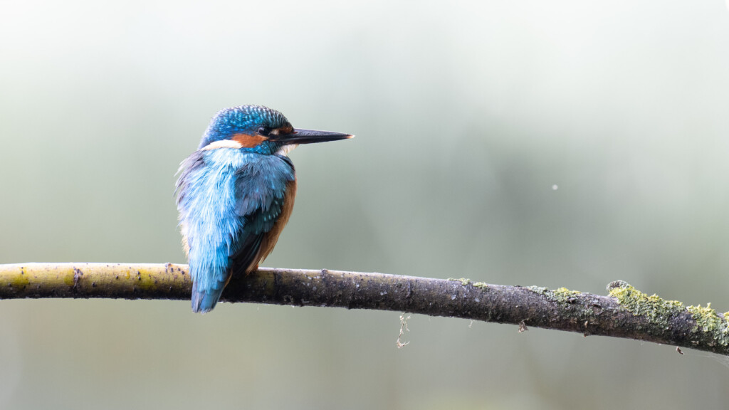 IJsvogel in de mist