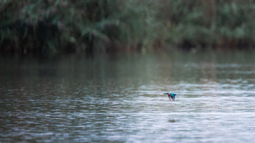 IJsvogel in het landschap