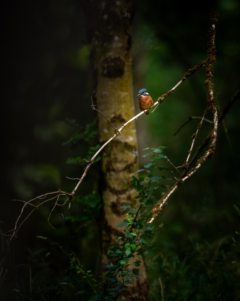 IJsvogel klein in het bos