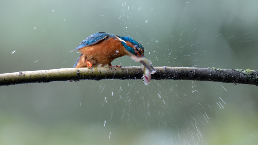 IJsvogel met vis