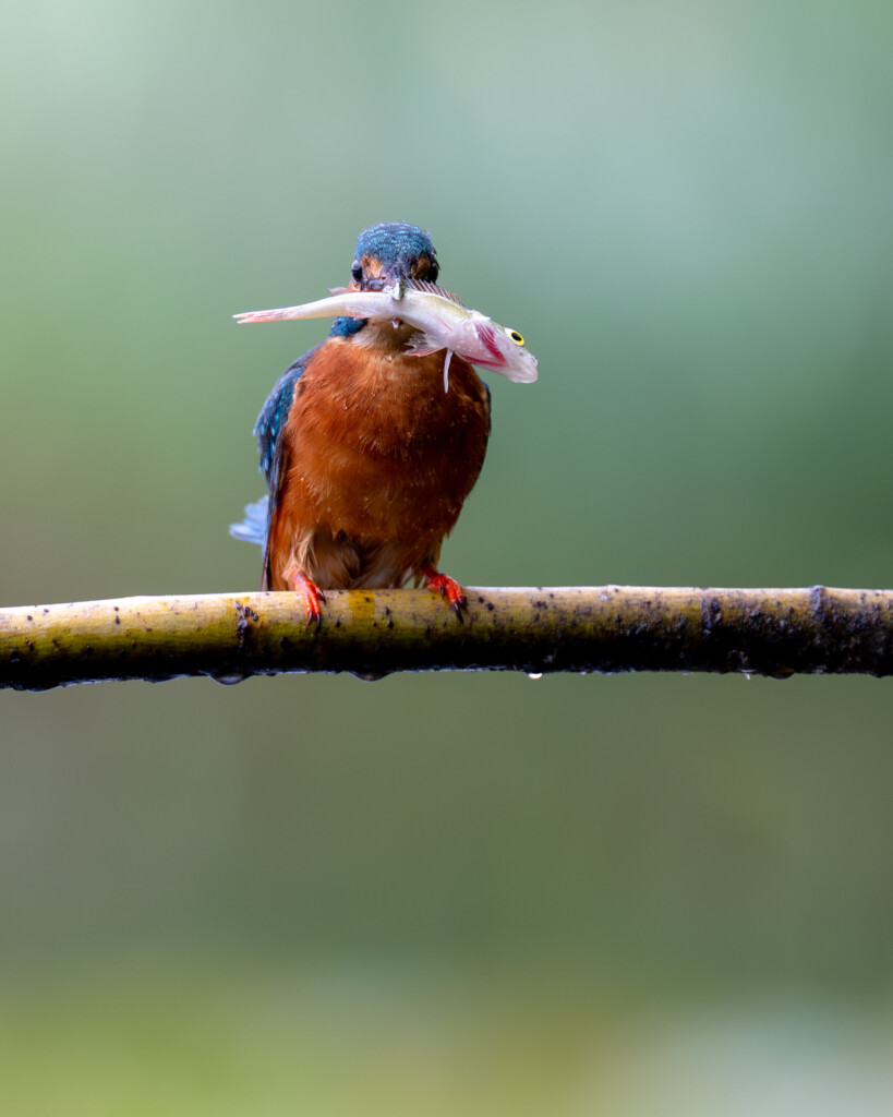 IJsvogel met vis op een tak
