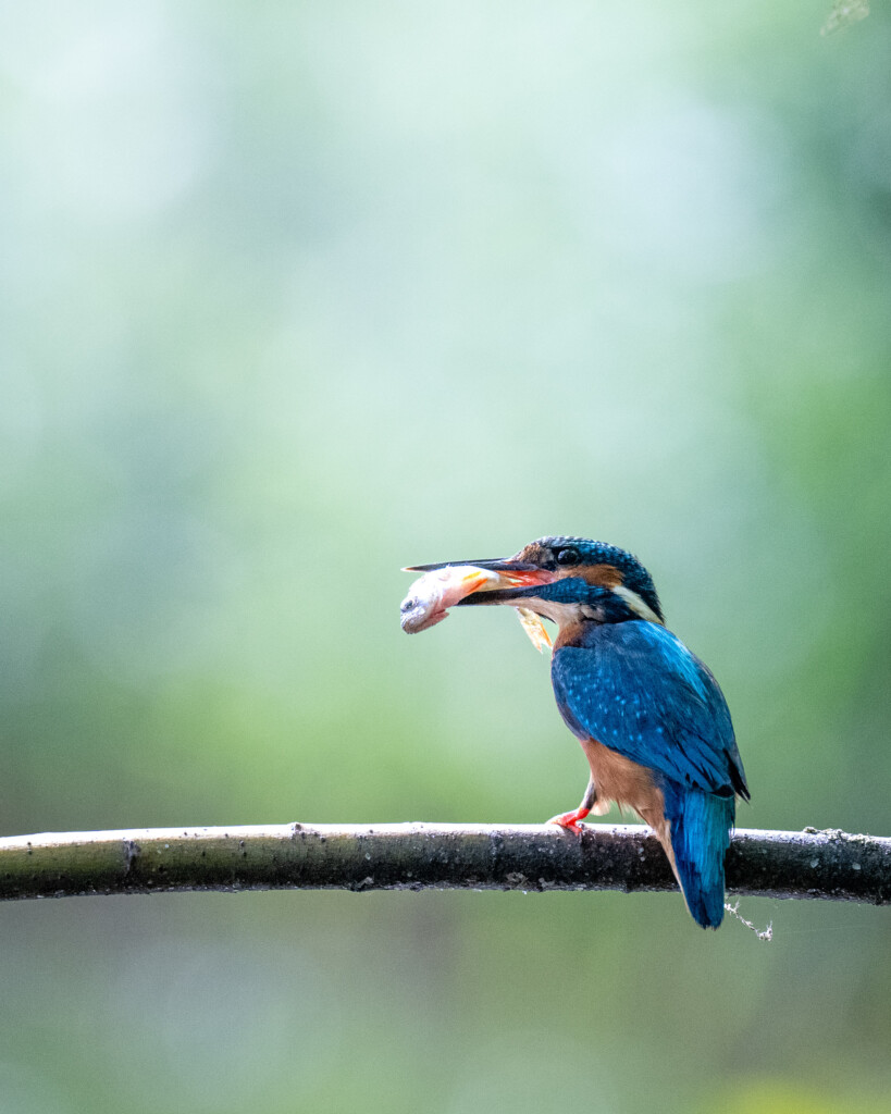 IJsvogel met vis