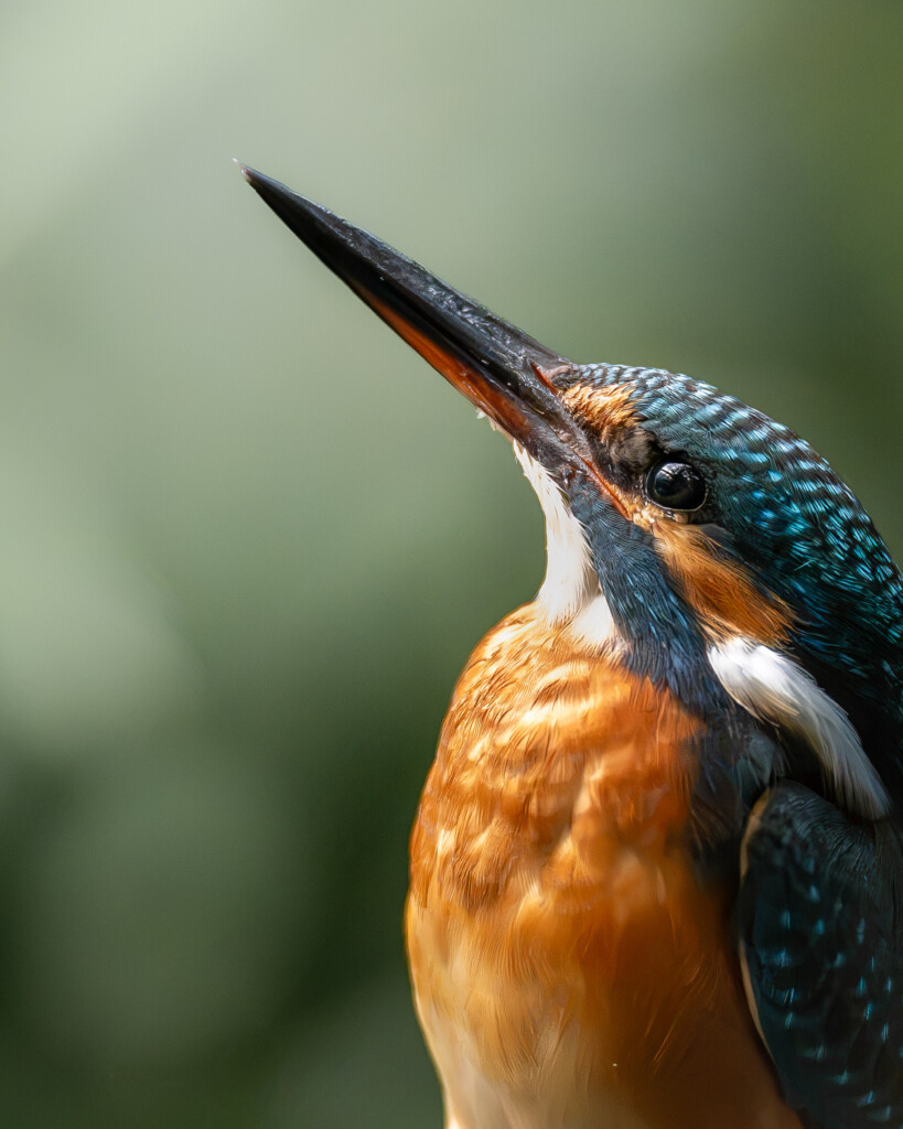 IJsvogel profiel