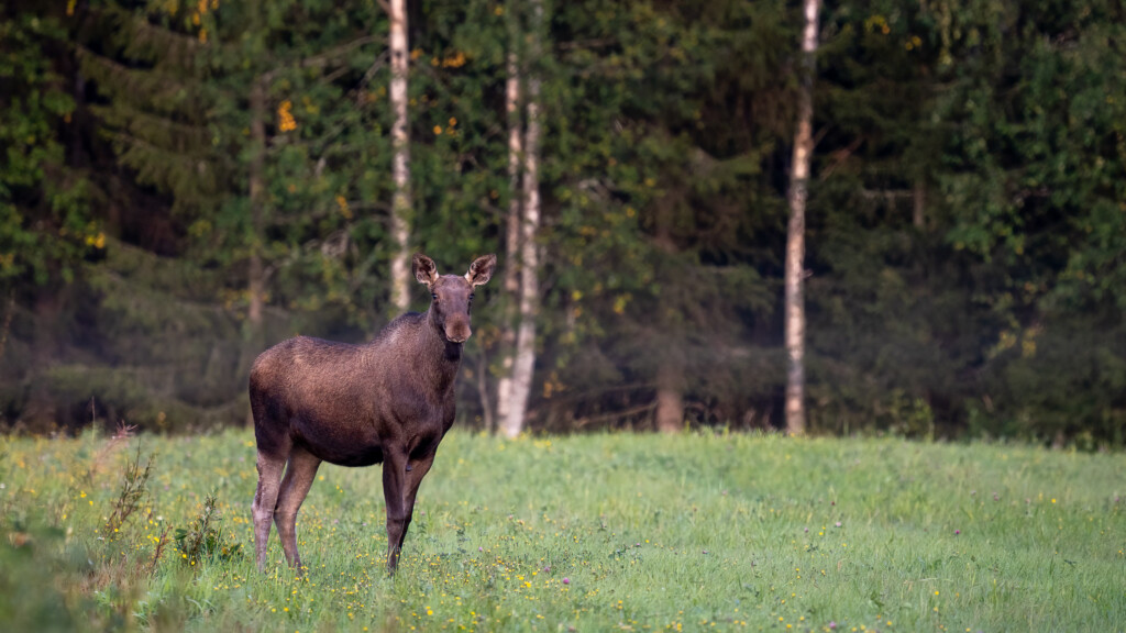 Jonge eland