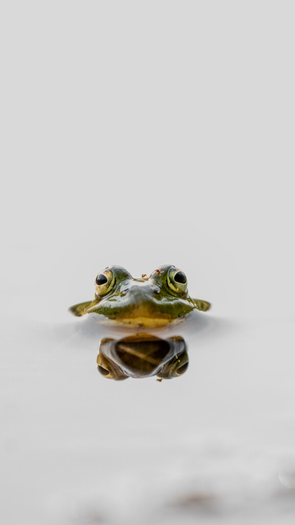 Kikker in het water