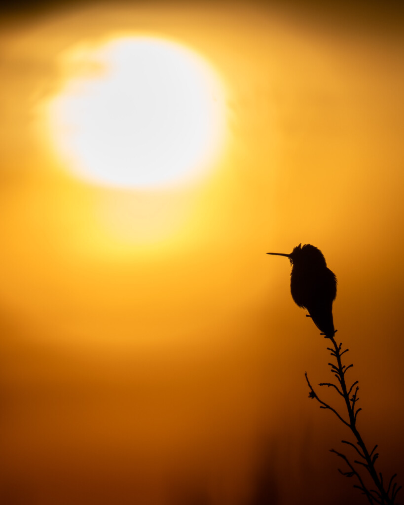 Kolibrie voor de zon