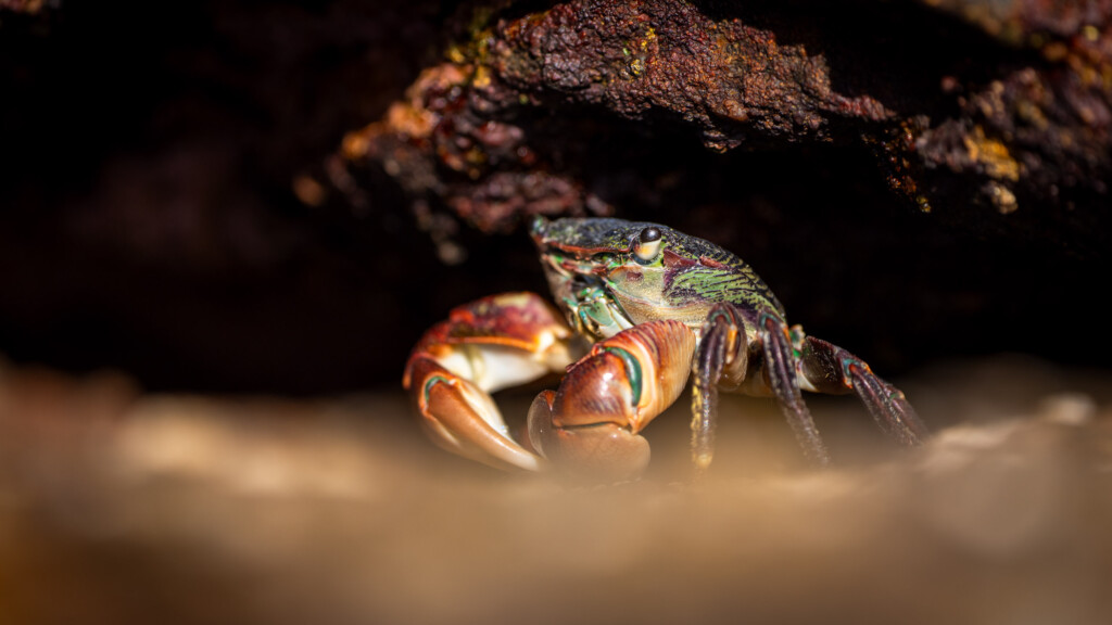 Krab