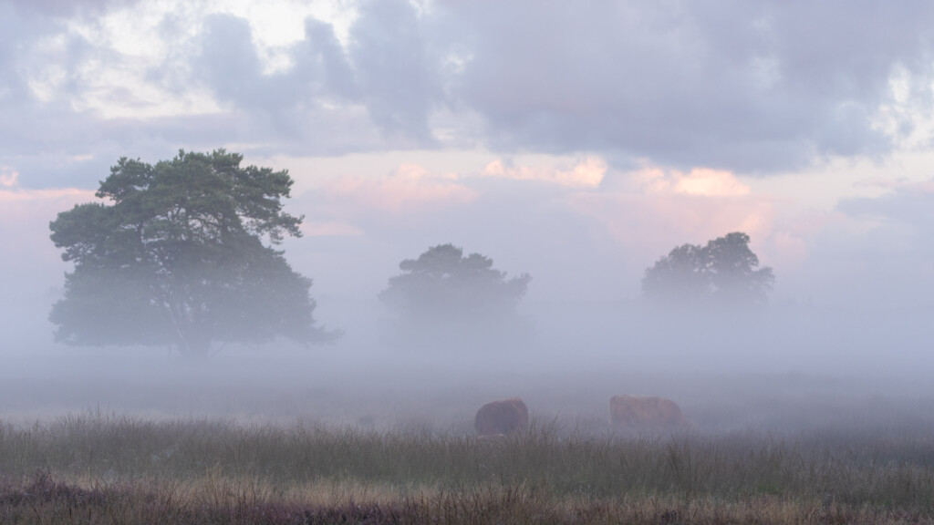 Mist over de heide