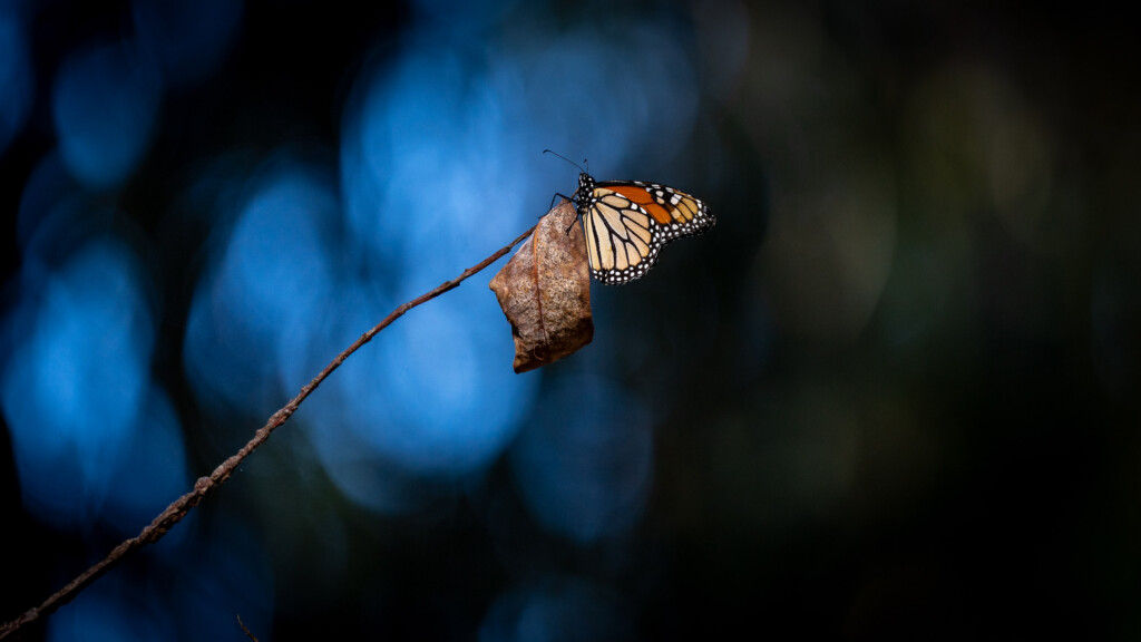 Monarchvlinder op blad