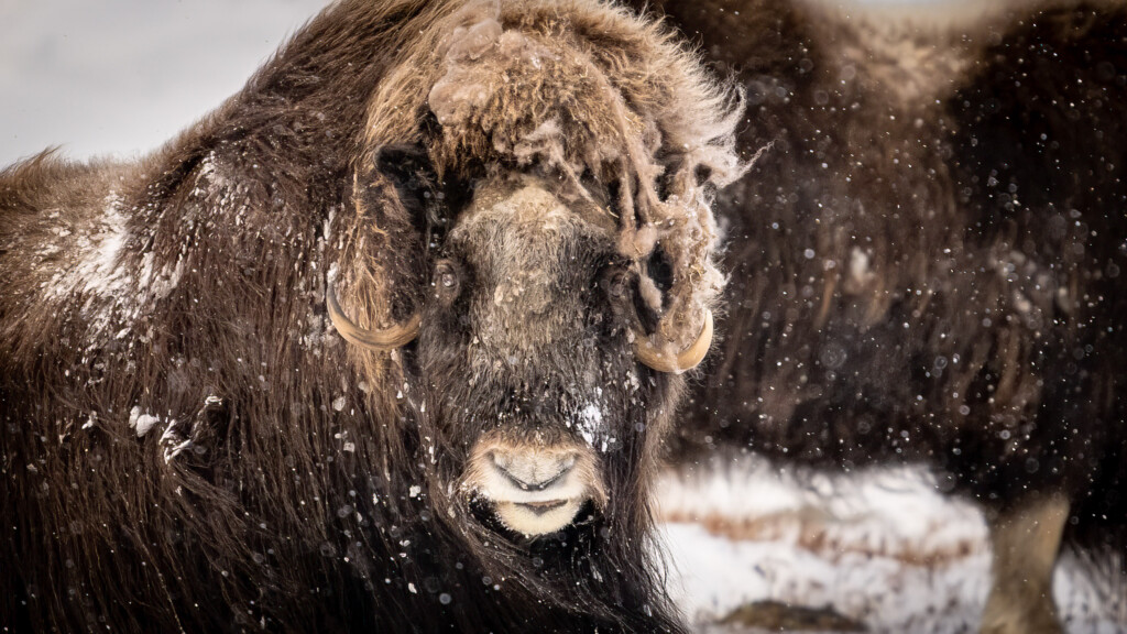 Muskusos in de sneeuw