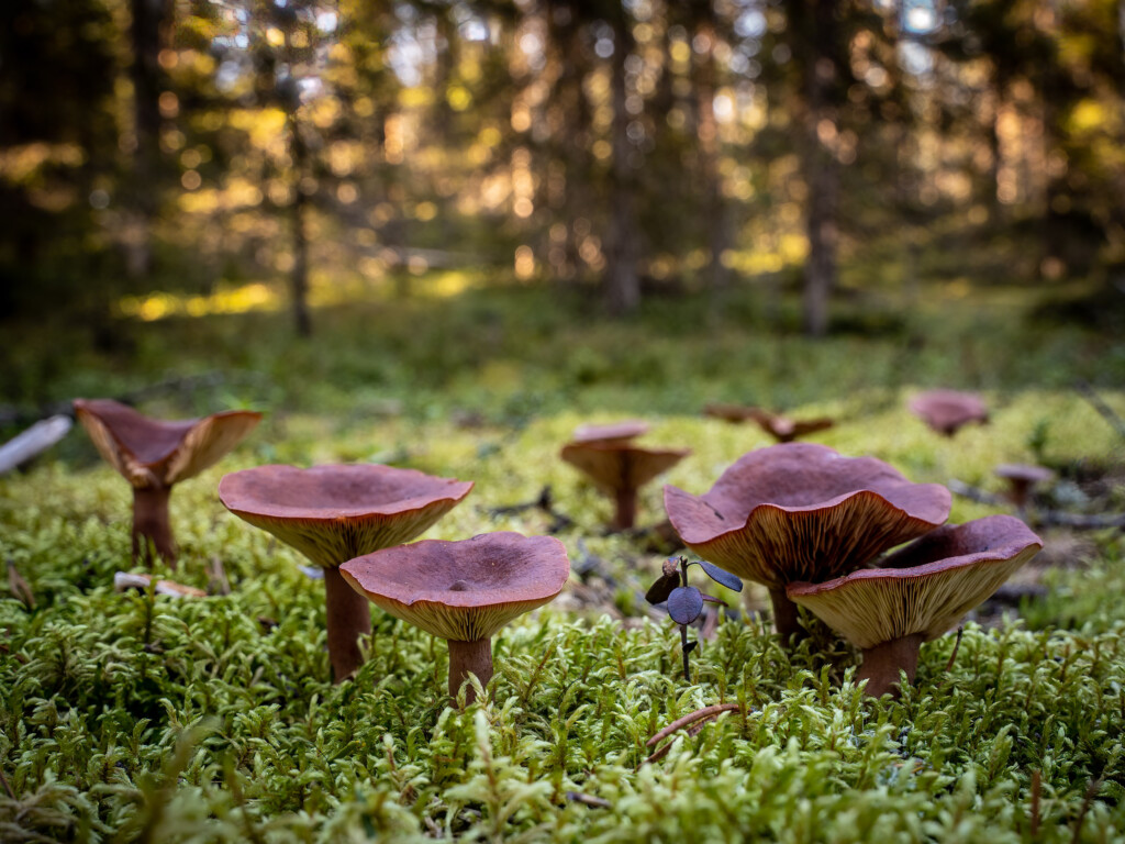 Paddenstoelen in het bos