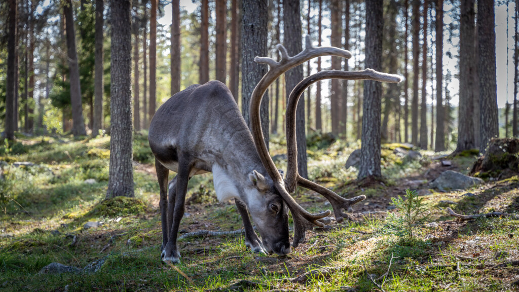 Sami rendier in het bos