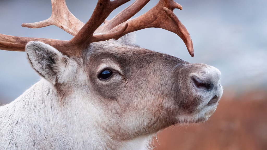 Wild rendier portret
