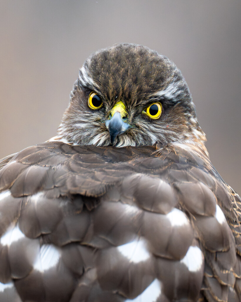 Sperwer portret