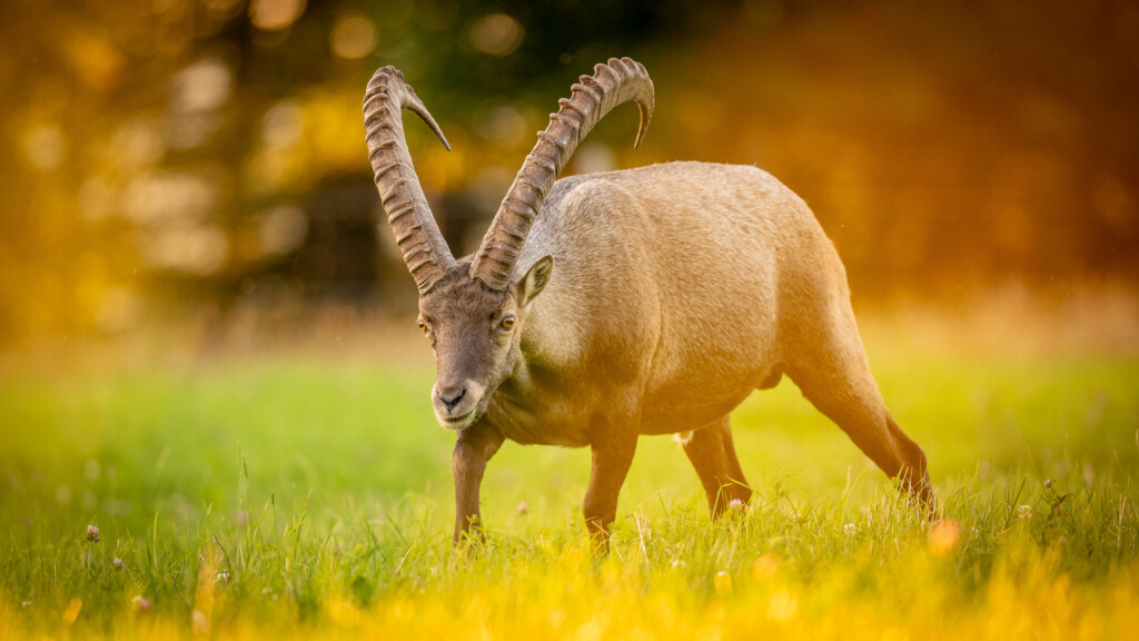 Steenbok in avondlicht