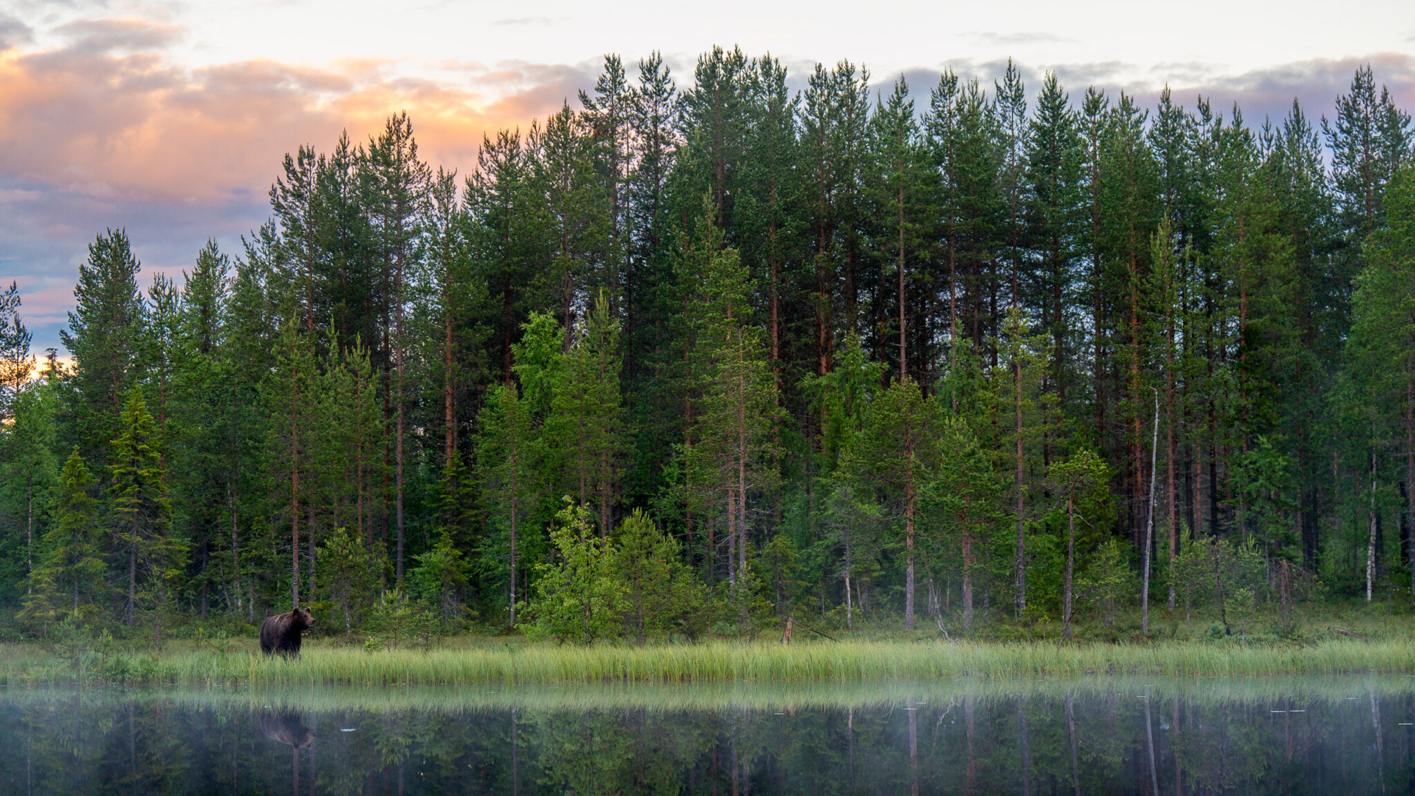 Kleine beer aan de rand van de taiga in Finland