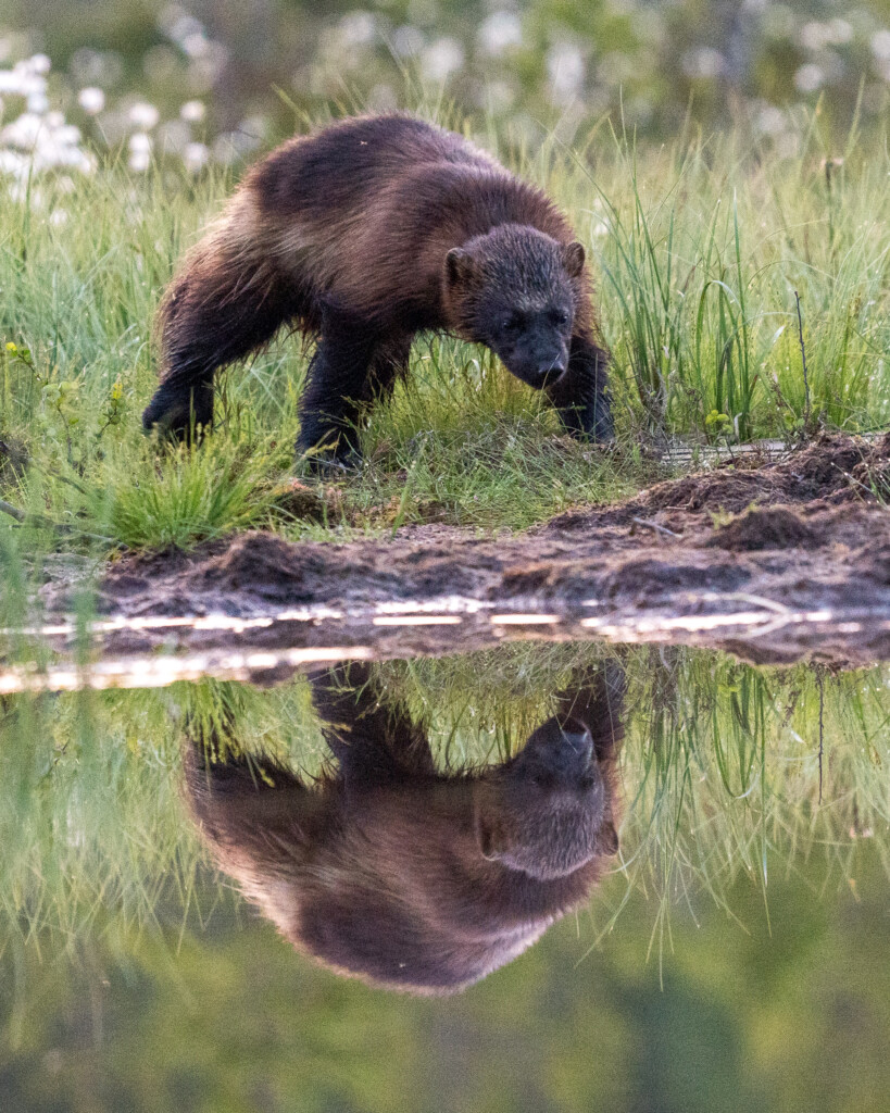 Veelvraat spiegeling