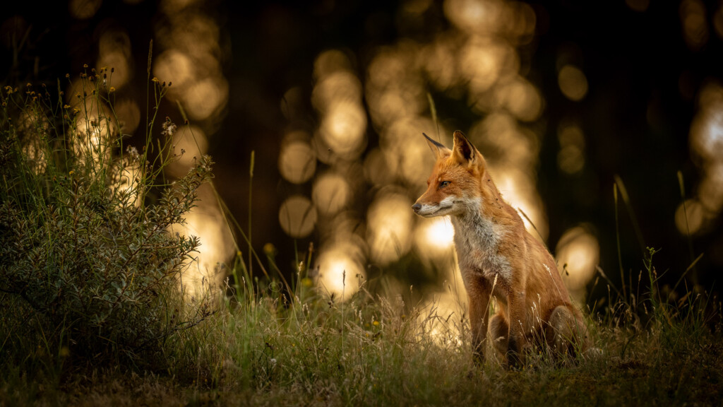 Vos in het bokeh