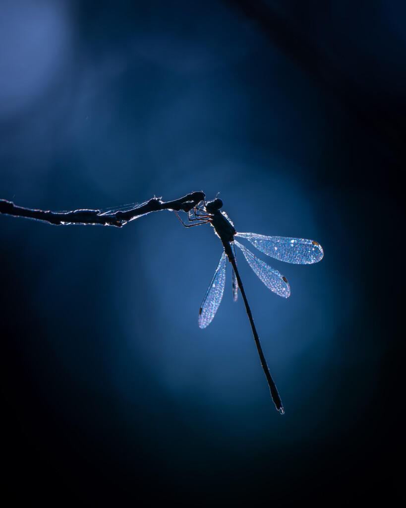 Waterjuffer in het blauw
