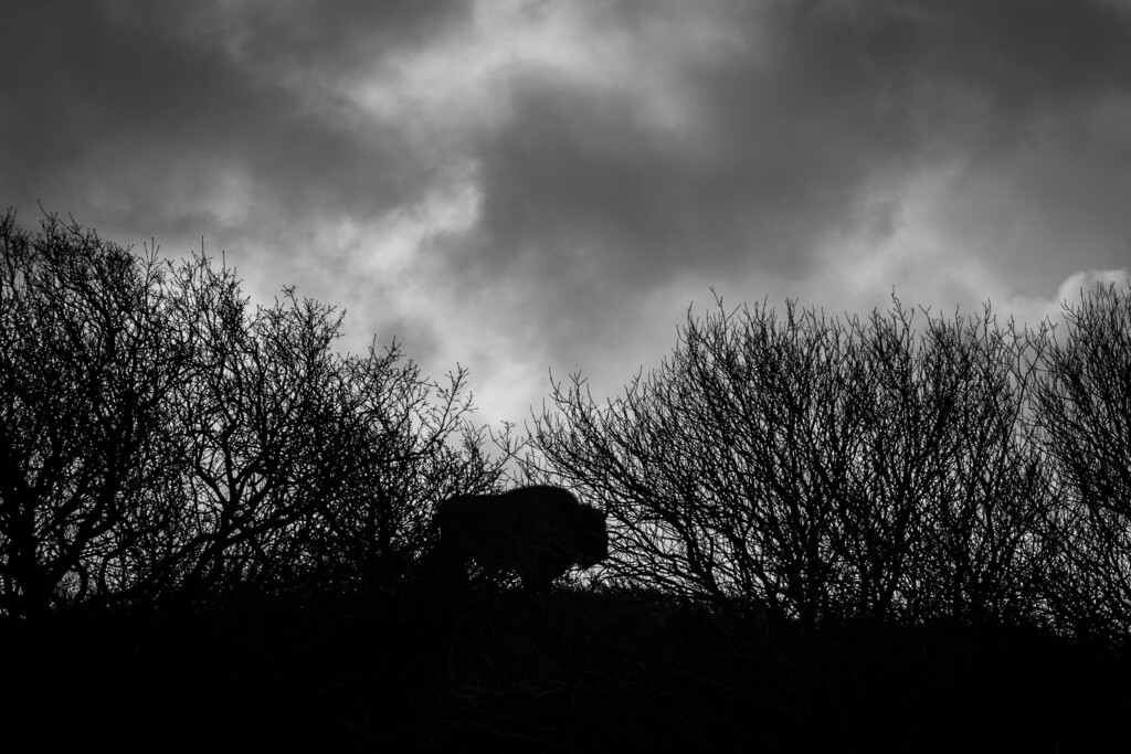 Wisent silhouet op de heuvel