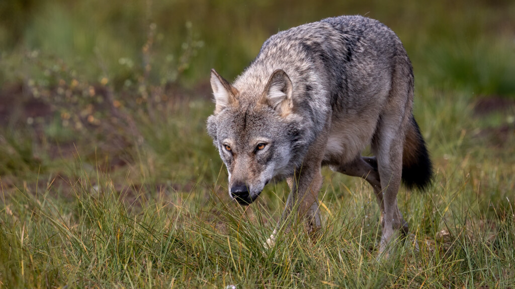 Wolf